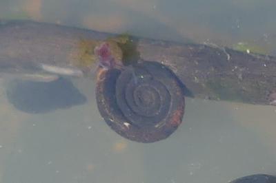 <i>Anisus vortex</i>
