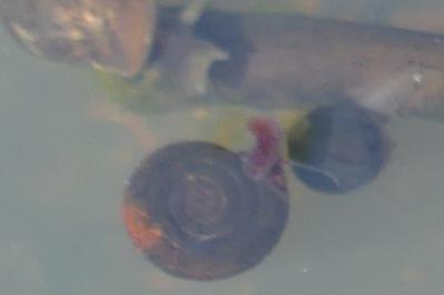 <i>Anisus vortex</i>