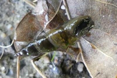 <i>Omphiscola glabra</i>