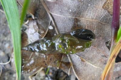 <i>Omphiscola glabra</i>