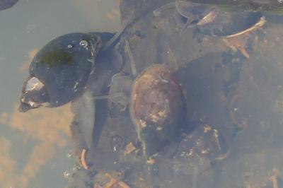 <i>Physella acuta</i>