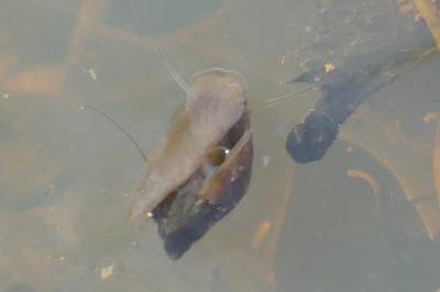 <i>Physella acuta</i>