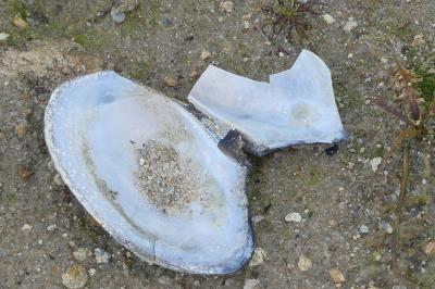 <i>Anodonta cygnea</i>
