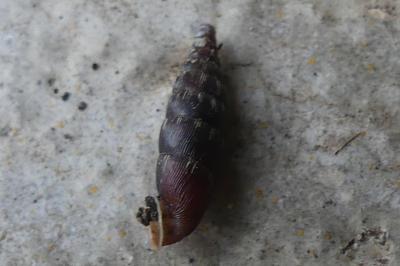 <i>Clausilia bidentata</i>