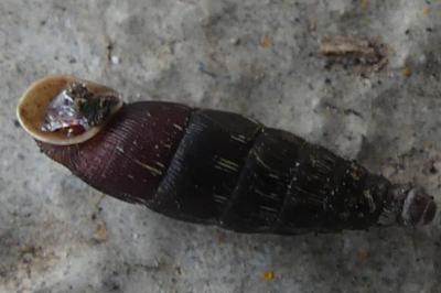 <i>Clausilia bidentata</i>