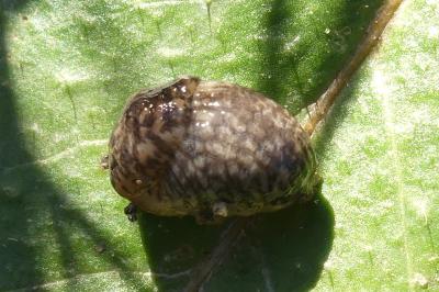 <i>Deroceras reticulatum</i>