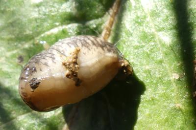 <i>Deroceras reticulatum</i>