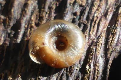 <i>Gonyodiscus rotundatus</i>