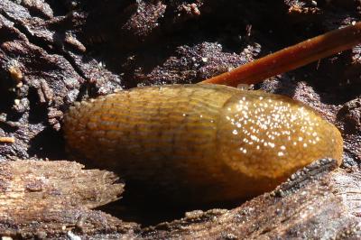<i>Arion subfuscus</i>