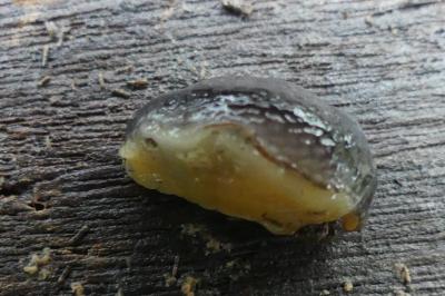 <i>Arion hortensis</i>
