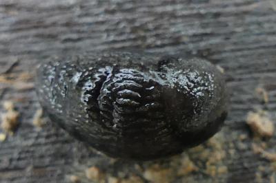 <i>Arion hortensis</i>