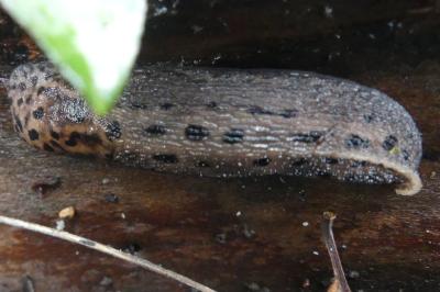 <i>Limax maximus</i>
