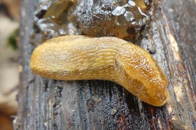 <i>Arion subfuscus</i>