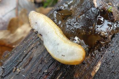 <i>Arion subfuscus</i>