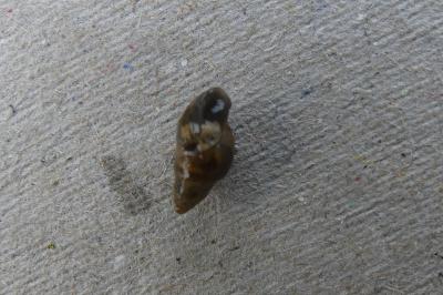 <i>Galba truncatula</i>