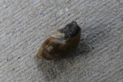 <i>Galba truncatula</i>