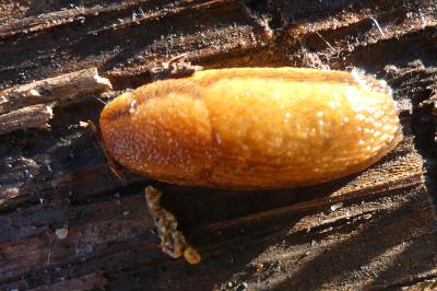 <i>Arion subfuscus</i>
