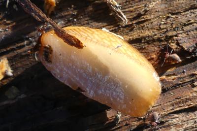<i>Arion subfuscus</i>