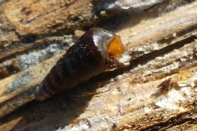 <i>Clausilia bidentata</i>