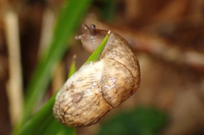 <i>Deroceras reticulatum</i>