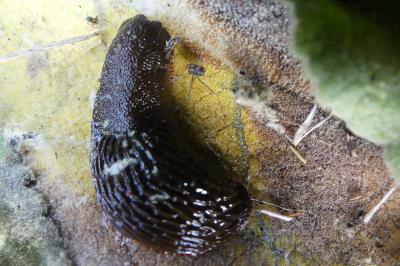 <i>Arion rufus/vulgaris</i>