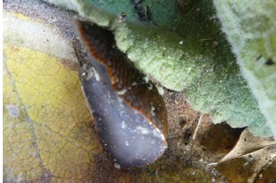 <i>Arion rufus/vulgaris</i>