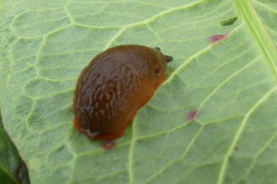 <i>Arion rufus/vulgaris</i>