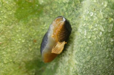 <i>Arion hortensis</i>