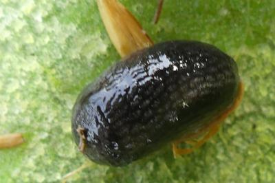 <i>Arion hortensis</i>
