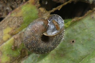 <i>Trochulus hispidus</i>