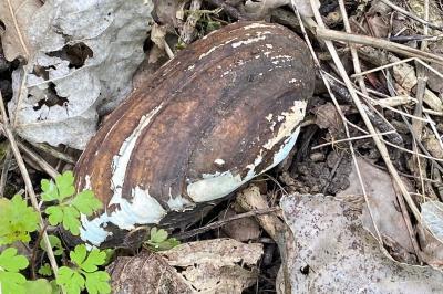 <i>Anodonta cygnea</i>