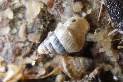 <i>Cochlicella barbara</i>