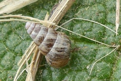 <i>Cochlicella barbara</i>