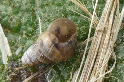 <i>Cochlicella barbara</i>