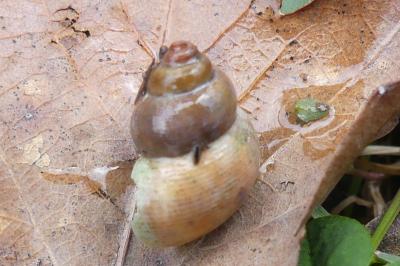 <i>Pomatias elegans</i>