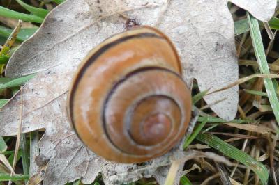 <i>Cepaea nemoralis</i>