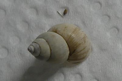 <i>Bithynia tentaculata</i>