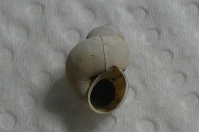 <i>Bithynia tentaculata</i>