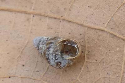 <i>Cochlicella barbara</i>