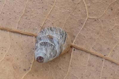 <i>Cochlicella barbara</i>