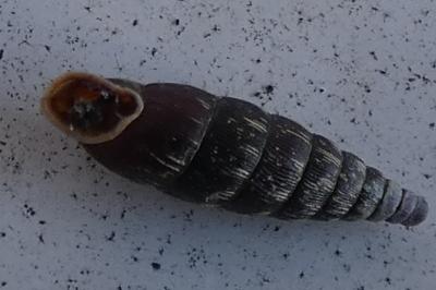 <i>Clausilia bidentata</i>