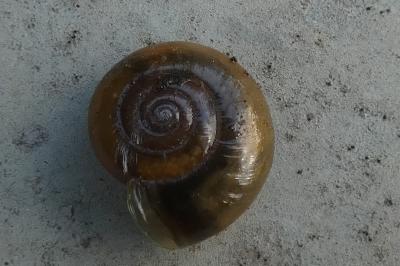 <i>Oxychilus draparnaudi</i>