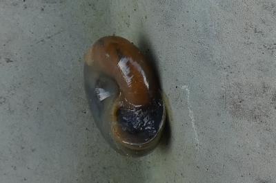 <i>Oxychilus draparnaudi</i>