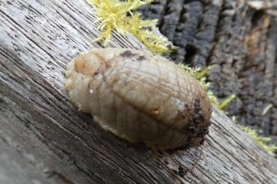 <i>Testacella haliotidea</i>