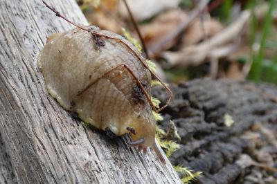 <i>Testacella haliotidea</i>