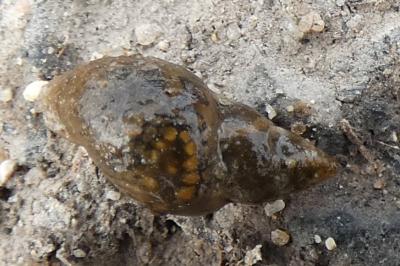 <i>Galba truncatula</i>