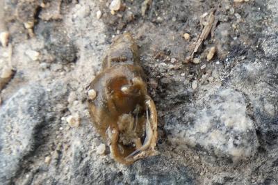 <i>Galba truncatula</i>