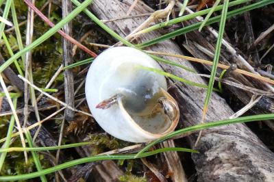 <i>Monacha cartusiana</i>