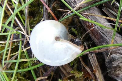 <i>Monacha cartusiana</i>