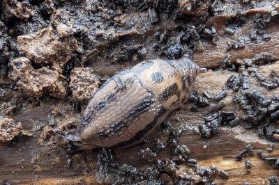 <i>Limax maximus</i>
